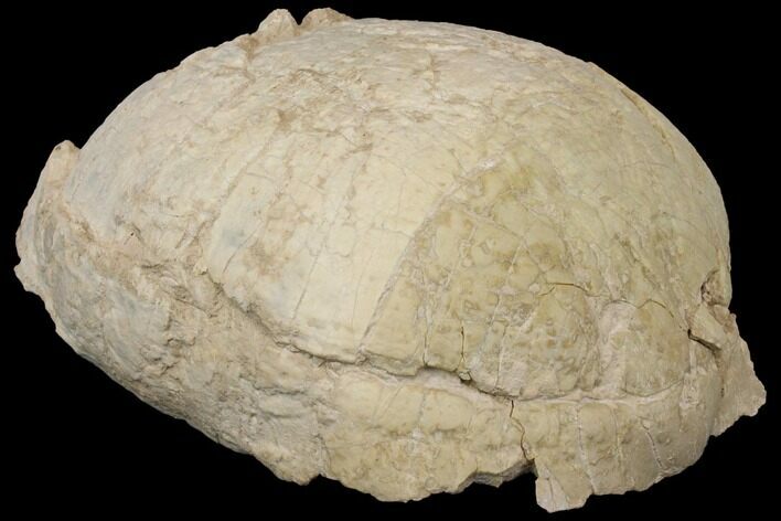 Fossil Tortoise (Stylemys) - Wyoming #143832